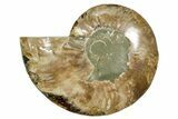 Cut & Polished Ammonite Fossil (Half) - Madagascar #369591-1
